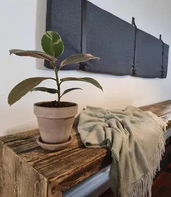 a plant in a pot on a wooden table at Calm and idyllic surroundings in Northen Jutland in Nibe