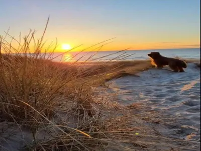 a dog walking on the beach at sunset at 10 person holiday home in Saltum-By Traum in Saltum