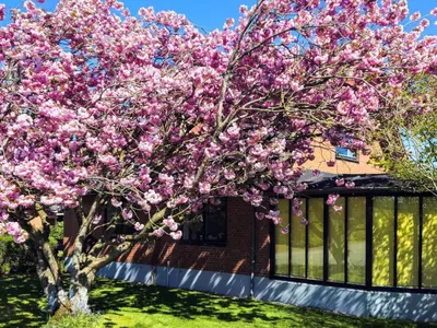 a tree with pink flowers in front of a house at 8 person holiday home in Øster Assels-By Traum in Øster Assels