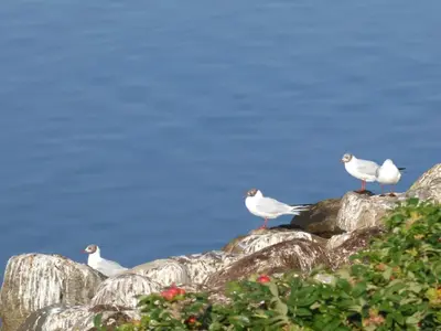 a group of seagulls sitting on a rock at 4 star holiday home in Skals-By Traum in Skals