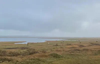 a group of animals standing in a field near a body of water at 2 Bedroom Awesome Home In Vestervig in Vestervig