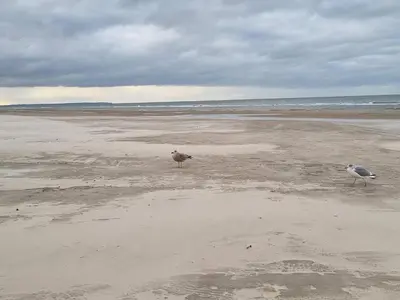 two birds standing on a beach near the ocean at 4 star holiday home in Blokhus-By Traum in Blokhus