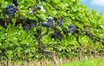 a bunch of black grapes hanging from a grape tree at 4 Bedroom Lovely Home In Ranum in Ranum