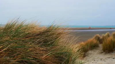a beach with some tall grass and a beach at Centralt by hus Blokhus-Hune til 10 pers privat Gårdhave in Blokhus