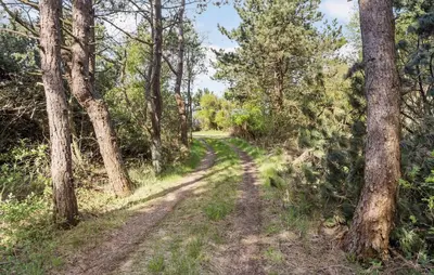 a dirt road through a forest with trees at Nice Home In Hurup Thy With Wifi in Sindrup