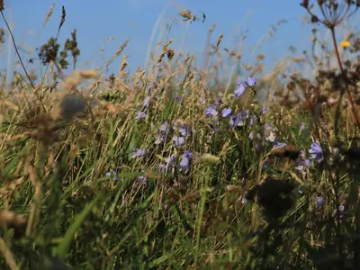 a field of purple flowers in the grass at 6 person holiday home in Vestervig-By Traum in Vestervig