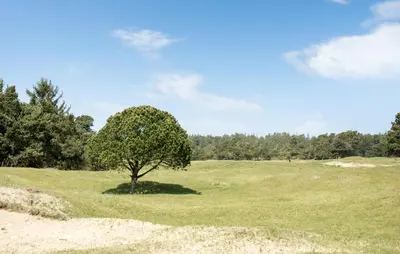 a tree in the middle of a field at Røgegård Gården in Fjerritslev