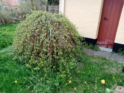 a bush in the grass in front of a house at Hytten in Frøstrup