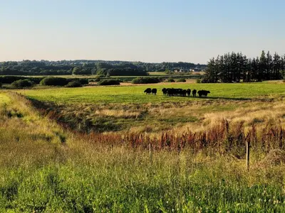 a group of horses grazing in a field at Vakantiewoning Denemarken in Års