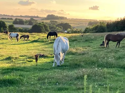 a group of horses grazing in a field at Krogsgaarden B&B in Nibe