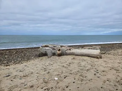 a log sitting on a beach near the ocean at Family-friendly Retreat near Beach - By Traum Ferienwohnungen in Lild Strand