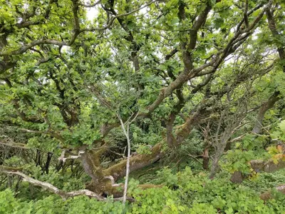 a group of trees with branches and leaves at 8 person holiday home in Spøttrup-By Traum in Lihme