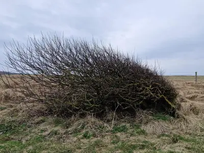 a bush in the middle of a field at 6 person holiday home in Spøttrup-By Traum in Lihme