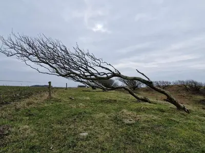 a dead tree in a field with a fence at 6 person holiday home in Spøttrup-By Traum in Lihme