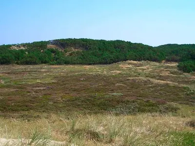 a grassy hill with trees in the background at Tranquil Retreat in Klitmoller - By Traum Ferienwohnungen in Klitmøller