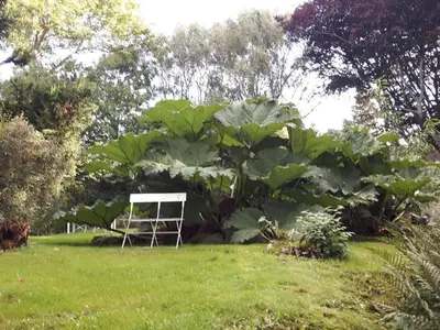 a chair in a field with a large plant at 4 person holiday home in Hurup Thy-By Traum in Sindrup