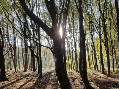 a forest of trees with the sun shining through them at 6 person holiday home in Blokhus in Blokhus