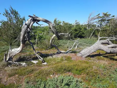 a dead tree on the side of a hill at Luxury Pool House near Beach - By Traum Ferienwohnungen in Klitmøller