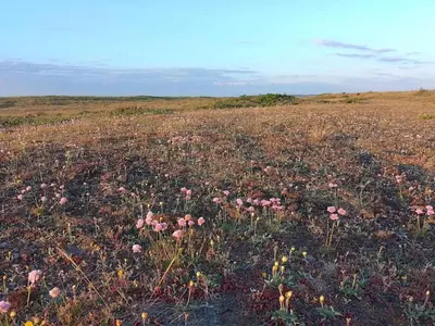 a field filled with pink flowers in a field at Cozy Beach House with Spa - By Traum Ferienwohnungen in Torup Strand