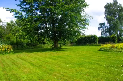 a tree in the middle of a green field at Astrup vig Spa og Sauna in Roslev