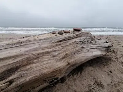 a piece of drift wood on the beach at 8 person holiday home in Ulfborg-By Traum in Thorsminde