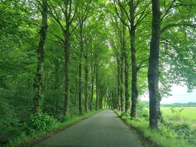a road in the middle of a forest with trees at 6 person holiday home in Øster Assels-By Traum in Sillerslev