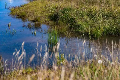 a small body of water with grass and weeds at Stort sommerhus - Legeland for store og små in Pandrup