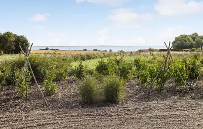 a field of plants in a field of crops at Beautiful Home In Nykøbing M With Wifi in Alsted