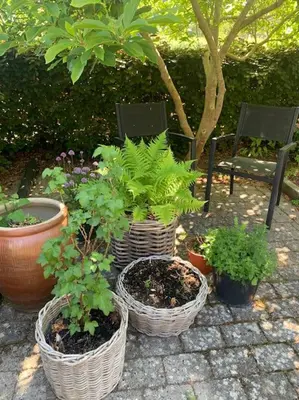 a group of plants in baskets on a patio at Rækkehus tæt på skov, sø og by in Viborg