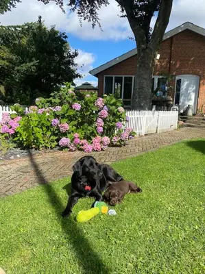 a black dog laying in the grass with a toy at En SMUK og CHARMERENDE OASE meget tæt på centrum! in Holstebro