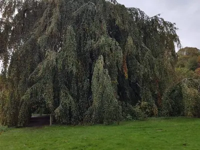 a large weeping willow tree in a field at Panoramic Fjord Retreat with Spa Bath in Øster Assels