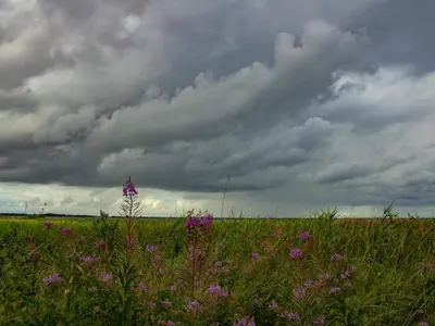 a field with purple flowers and a cloudy sky at 6 person holiday home in Nibe in Nibe