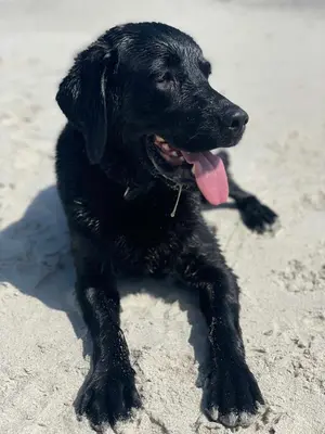 a black dog laying in the sand on the beach at Cozy Summer House In Agger Near The North Sea in Vestervig