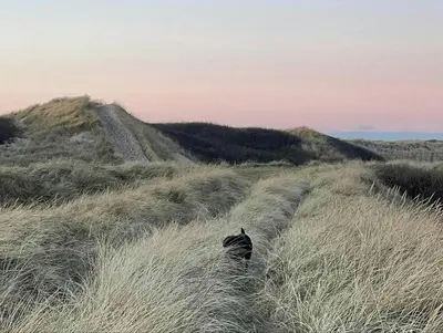 a person walking through a field of tall grass at Cozy Summer House In Agger Near The North Sea in Vestervig