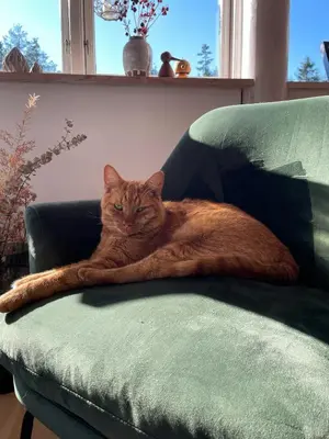 an orange cat laying on a green couch at Relax In The Countryside With Pool in Avlum