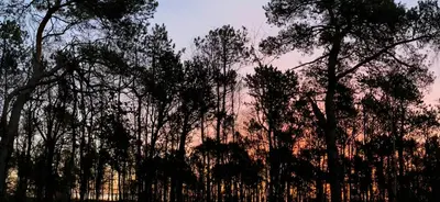 a group of trees with a sunset in the background at Summer House At Thyholm With Fjord View in Thyholm