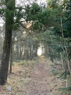 a dirt road through a forest with trees at Summer House At Thyholm With Fjord View in Thyholm