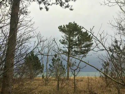 a pine tree in the middle of a field at Summer House At Thyholm With Fjord View in Thyholm