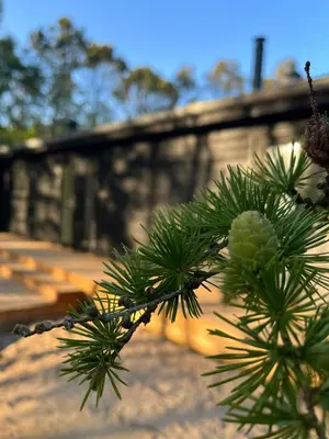 a close up of a green pine tree branch at Summer House At Thyholm With Fjord View in Thyholm