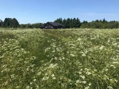 a field of white flowers in front of a house at Modern Holiday Home From 2017, Located At Lild Strand in Frøstrup