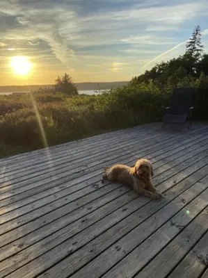 a dog laying on a wooden deck at sunset at Nature-Rich Oasis With Views Over The Limfjord in Roslev