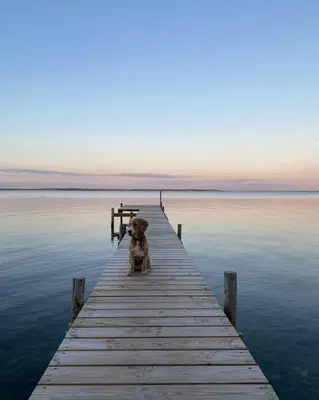 a dog sitting on a dock in the water at Architect-Designed House By Limfjord in Thyholm