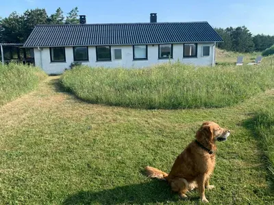a dog sitting in the grass in front of a house at Cosy Holiday Home 260 Metres From Tranum Beach in Brovst