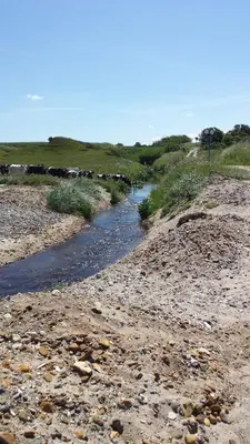a group of cows walking along a river at Toftum Bjerge Camping & Cottages in Humlum