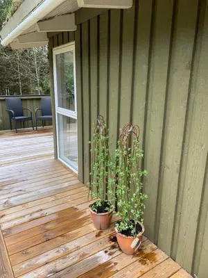 a porch with two potted plants on a wooden deck at Sommerhus i Rødhus Blokhus in Pandrup