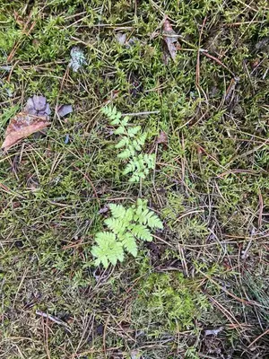 a green plant on the ground in the grass at Relaxed Summer House By The North Sea in Blokhus