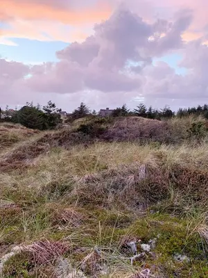 a grassy hill with trees on top of it at Forest Cabin With Panoramic View Near Blokhus in Blokhus