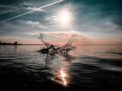 a tree in the water with the sun in the sky at 6 person holiday home in Spøttrup in Spottrup