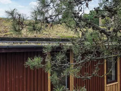 a tree branch with pine needles on top of a building at 6 person holiday home in Pandrup in Pandrup