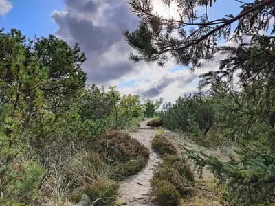 a dirt trail through a forest with trees at 5 person holiday home in Snedsted in Snedsted